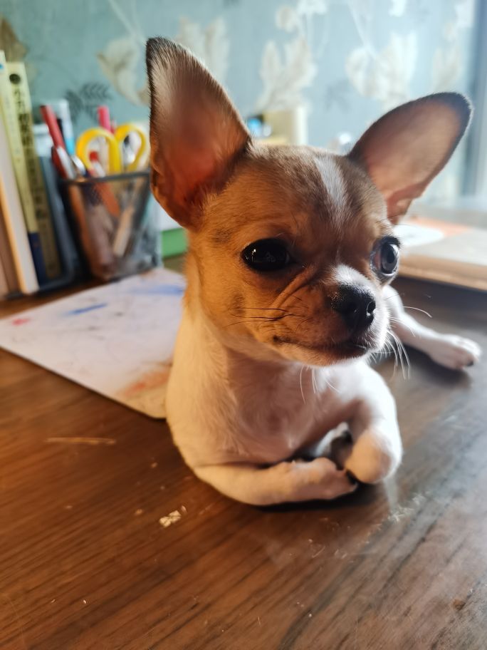 吉娃娃—微型犬中的小天使