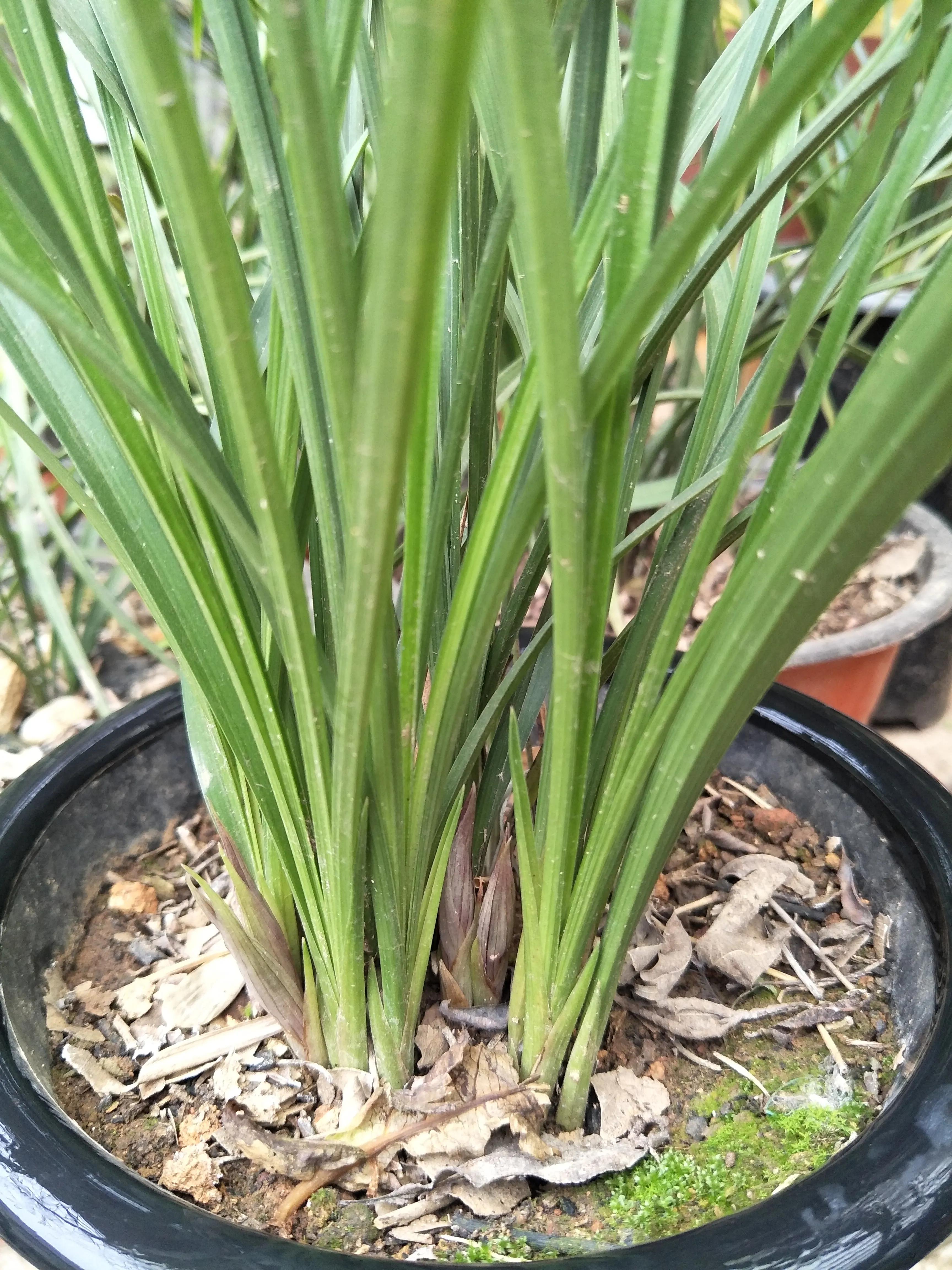 我的养兰日记 / 冬天我是怎样管理兰花的