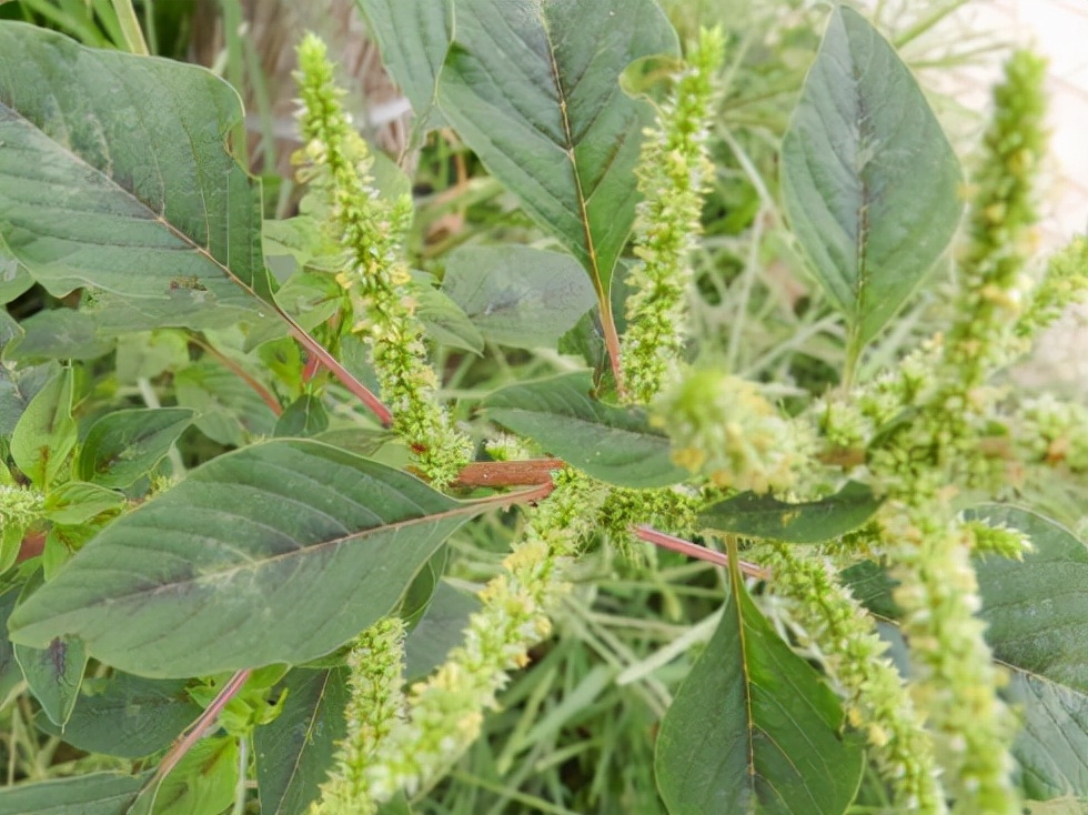 野菜大全图片及名称（图文讲解38种常见的野菜）