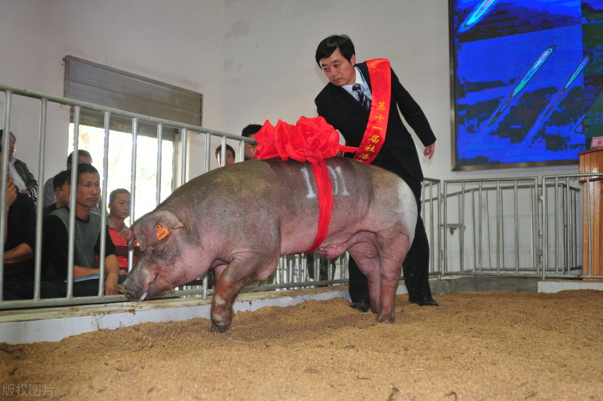 母猪配种|母猪养殖技术|猪场繁育管理 - 猪好多网