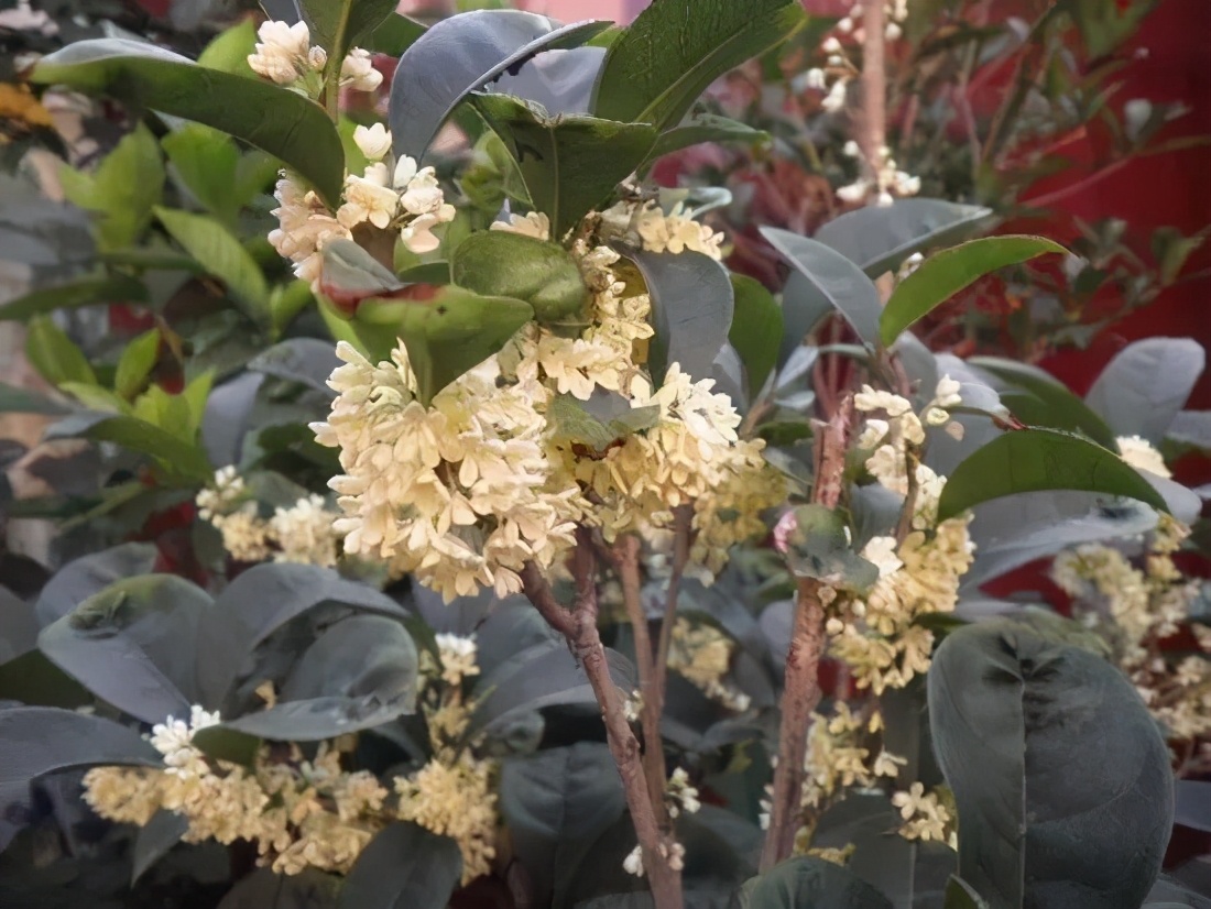 大叶檀香桂▼21.大叶佛顶珠▼22.馥桂▼23.果丹桂▼24.杭州丹桂▼25.