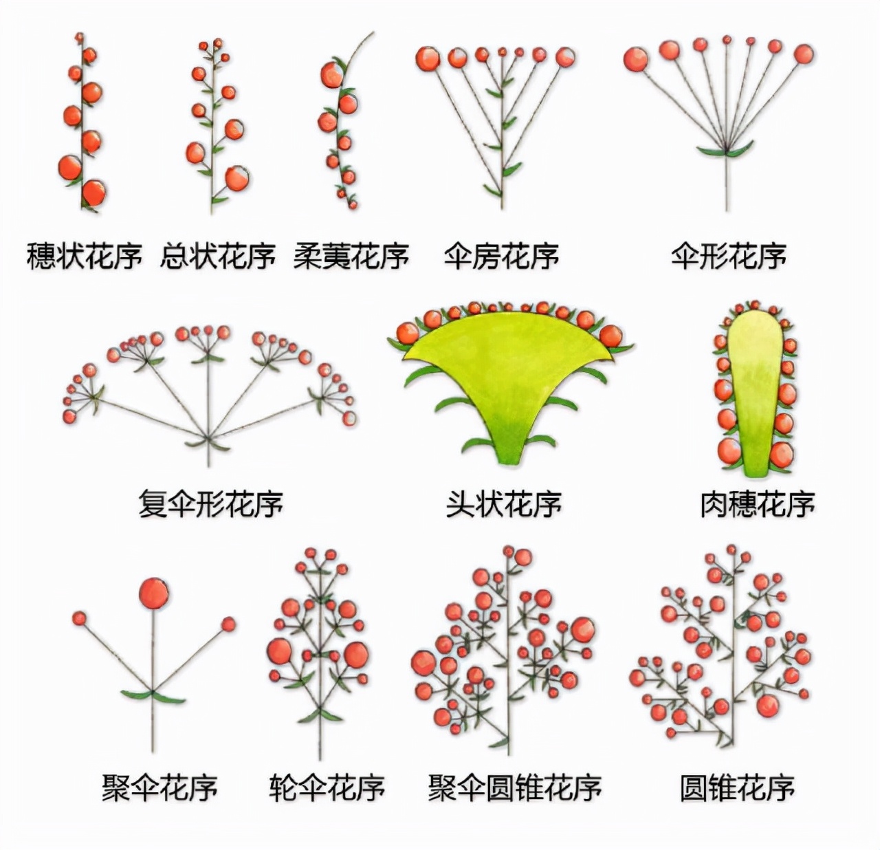 花的基本结构简图（教科书般的植物形态图解）