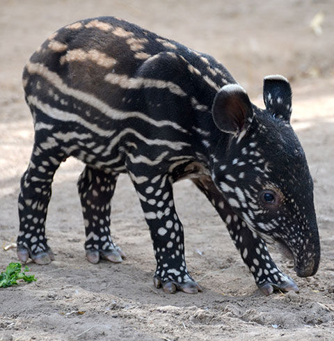 日本梦貘概览电影剧情「解析」 _晶羽科技