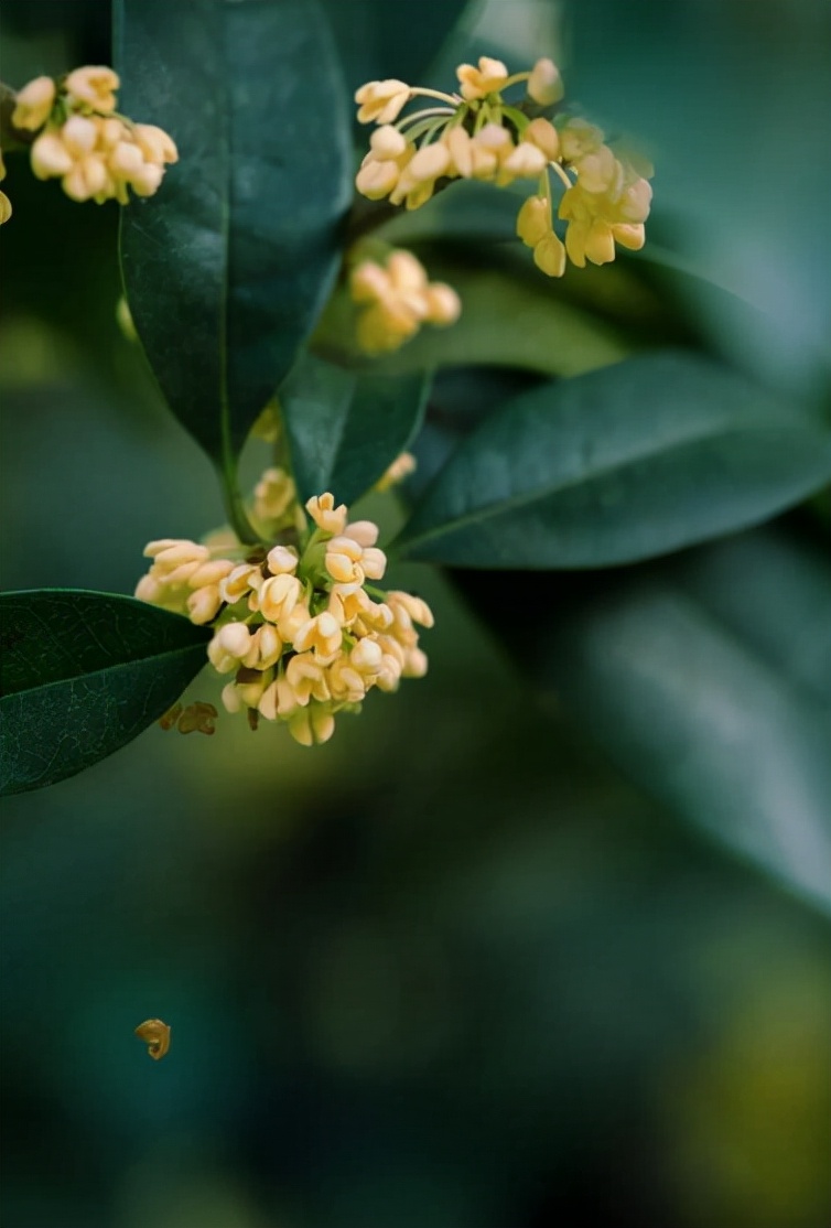 桂花 诗词(浓香满衣袂 不觉桂花开，十五首桂花的诗词，桂花香，秋意浓)