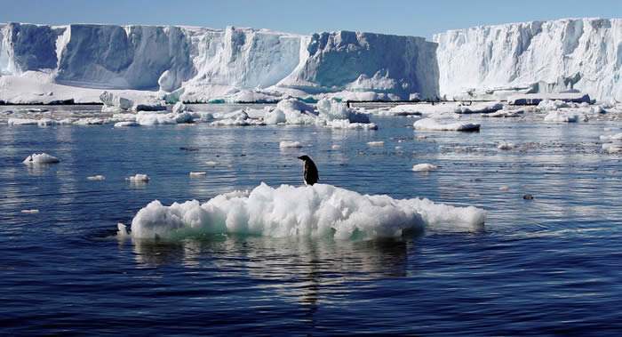 南极出现3米长的巨虫，能够吞噬海豹，它到底是什么？