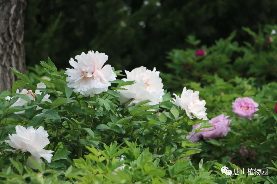 唐山植物园丨一颜是国色 一味是天香