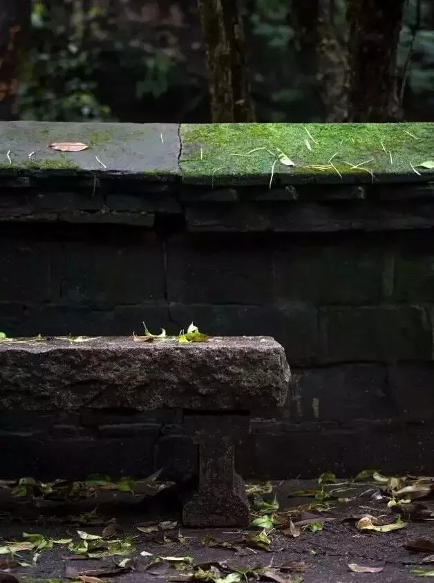 秋天的青苔,拍一次就上瘾