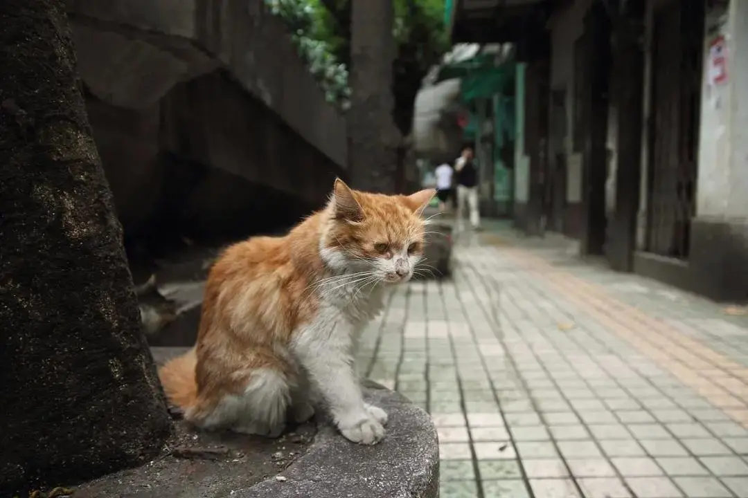 复旦大学最老流浪猫火了！18岁高龄，却被宠成了小宝贝…