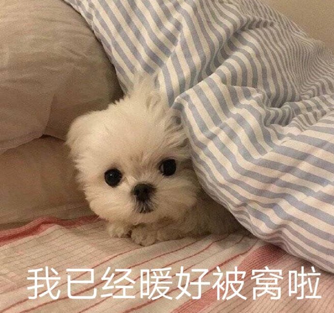 表情包：我已经暖好被窝啦