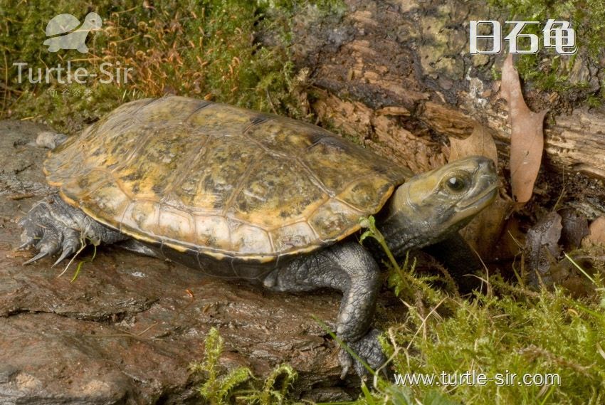 乌龟的肢体语言-龟谷鳖老来讲述