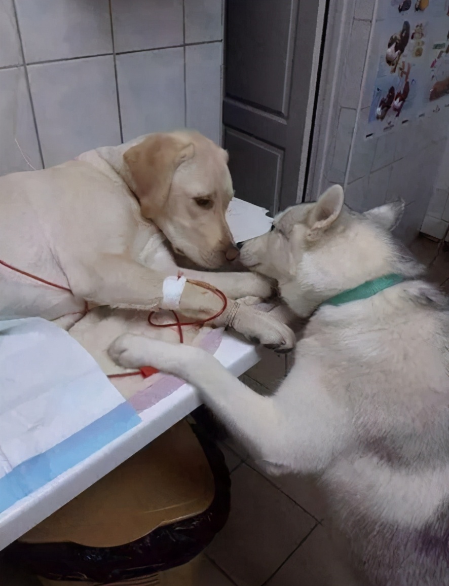 狗胰腺炎的症状