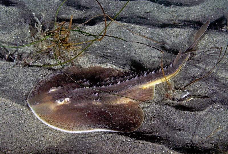 鰩魚怎麼讀(盤點深海里的恐怖生物,蝠魟鱝鰩你認識哪個?