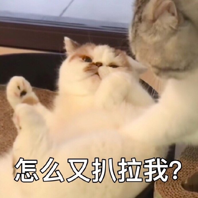 猫咪表情包合集｜大人说话，小孩别插嘴