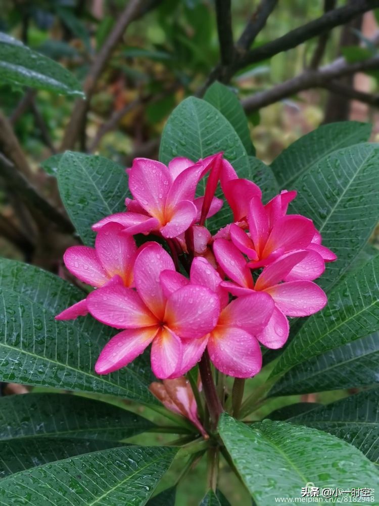 诗情花意：初秋雨晴花意浓