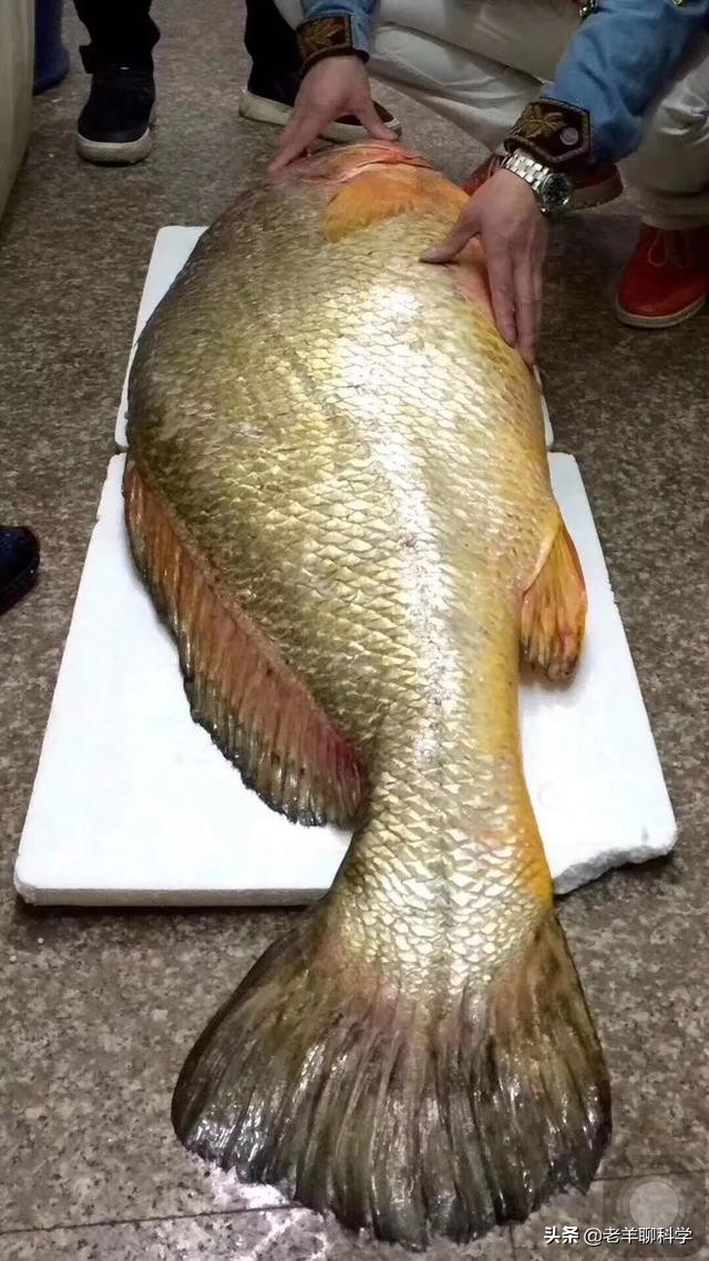 杀鱼取鳔,从180吨到濒临灭绝,谁是黄唇鱼危机的"罪魁祸首"?