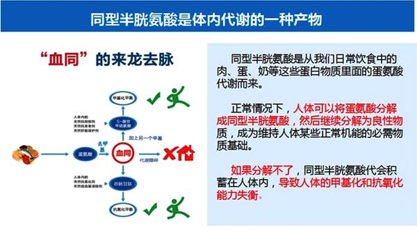这里所说的同型半胱氨酸升高,当它遇到"高血压"的时候,这对难兄难弟就