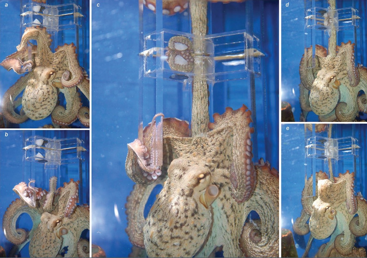 为什么会有科学家认为，章鱼可能是外星生物，有科学依据吗？