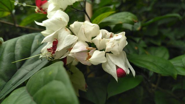 龙吐珠一年开几次花（一种美丽的灌木居家盆栽需要注意）