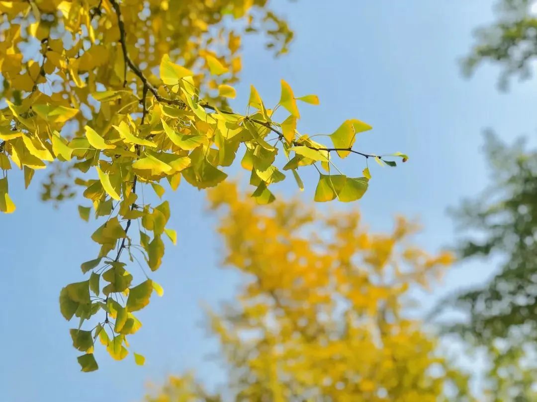 成都，大学校花来了！
