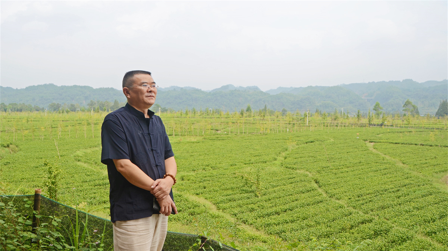 秋去冬来，平凡度日，静心品茶