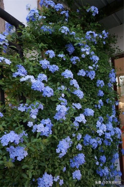 如果我有“院子”,一定种此5种花,五彩斑斓长成一片“花海”