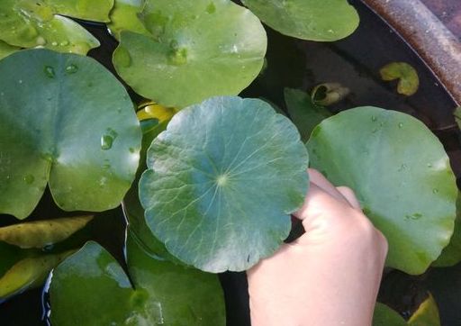 铜钱草叶太小？简单2个“方法”，30天长满盆，叶子大10倍