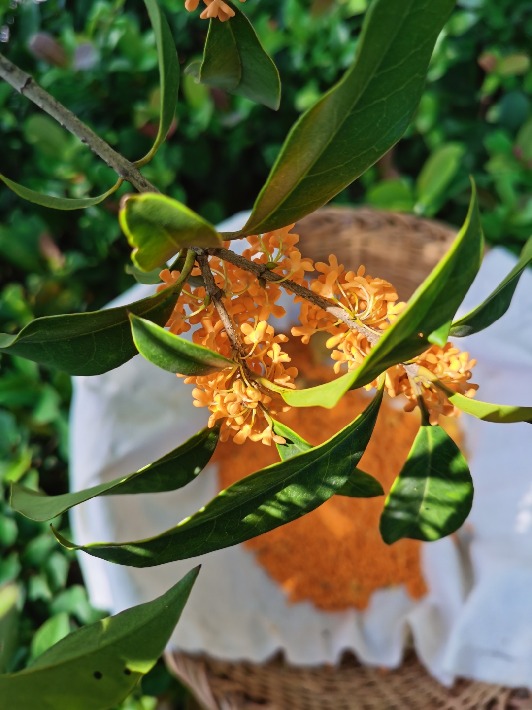 丹桂、金桂、银桂、四季桂，哪个最香？你闻的桂花是什么桂花？