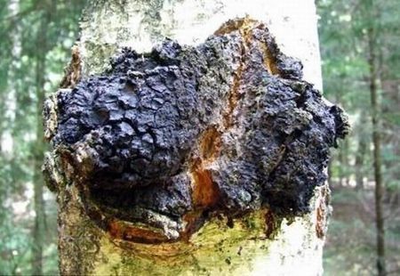 山妹子良心分享野生桦树茸的鉴别和使用方法