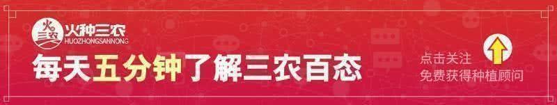 武鸣沃柑收购价7～10元/公斤，真没让橘农失望！