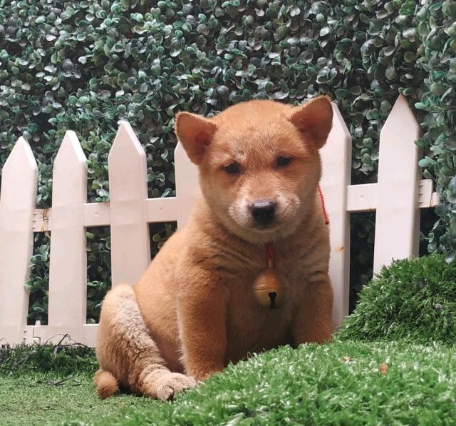 3种纯种田园犬,个个威风凛凛,但是都不多见了