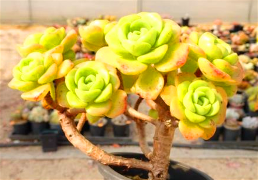 香香的百合茉莉都是这么养的,颜色美香气浓,人称多肉香水之王 - 114