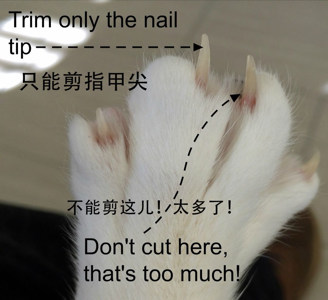 如何正确给猫咪剪指甲?别忽略了这根"线"