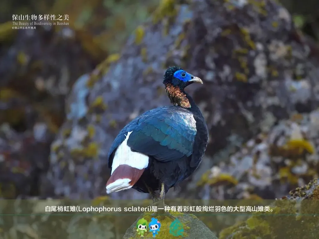 惊艳!生物多样的保山,美到你无法想象