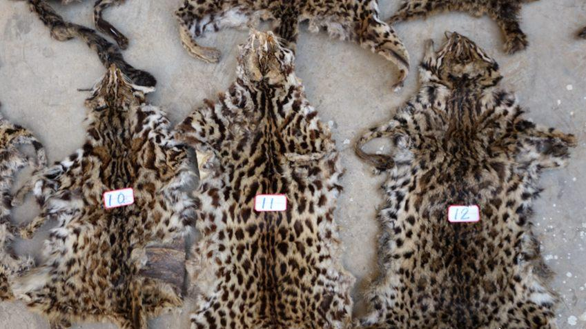 江苏一豹猫咬死几十只家禽！为保护动物，该怎么办？损失谁来赔？