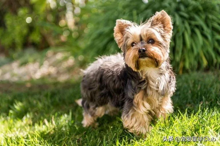 约克夏犬,英国的捕鼠小公主