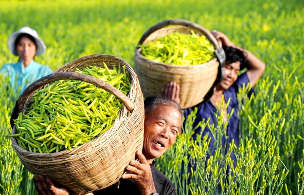 甘肃大叔苏海亮：为防风固沙种植黄花菜，带领全村创收1100万元