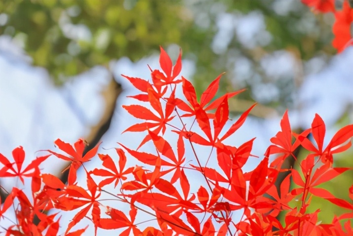 占地2390余亩，重庆这所大学美到被央视新闻