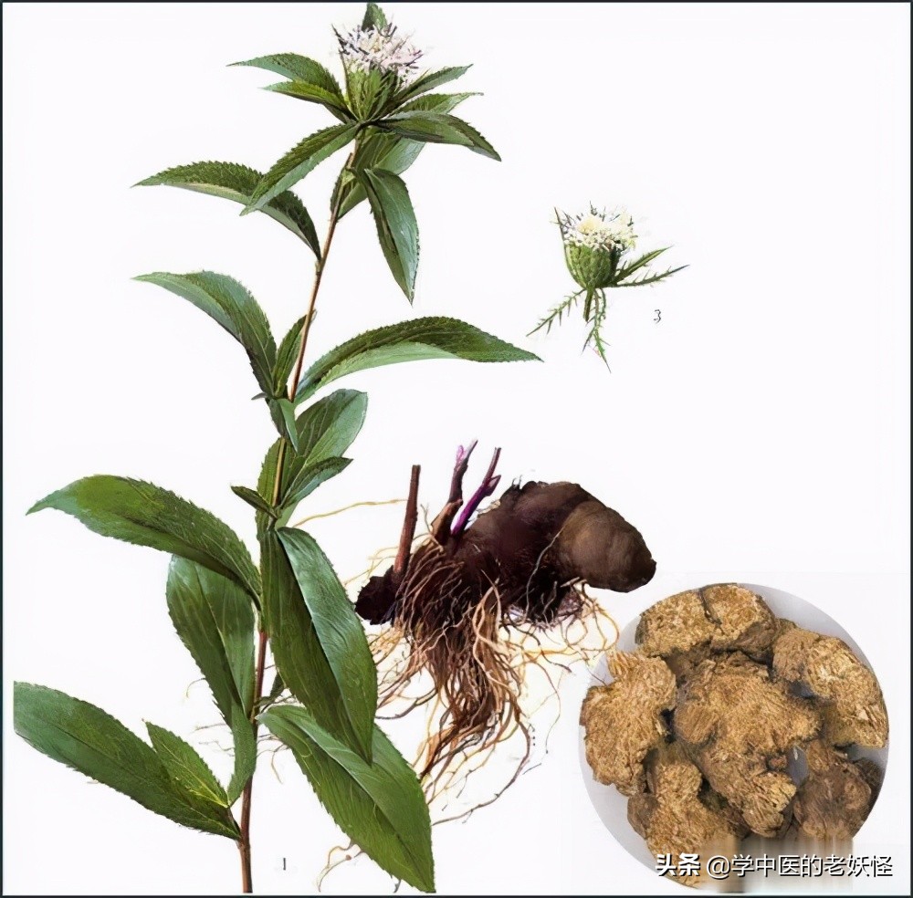 苍竹的功效与作用-我的快乐小窝