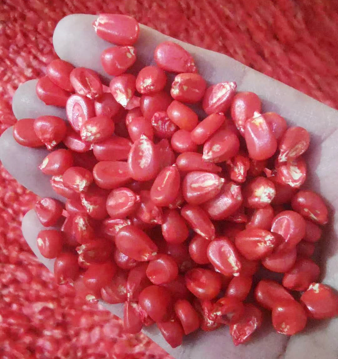 散装玉米种子比正品带包装种子,价格便宜3-4倍,为何不建议购买