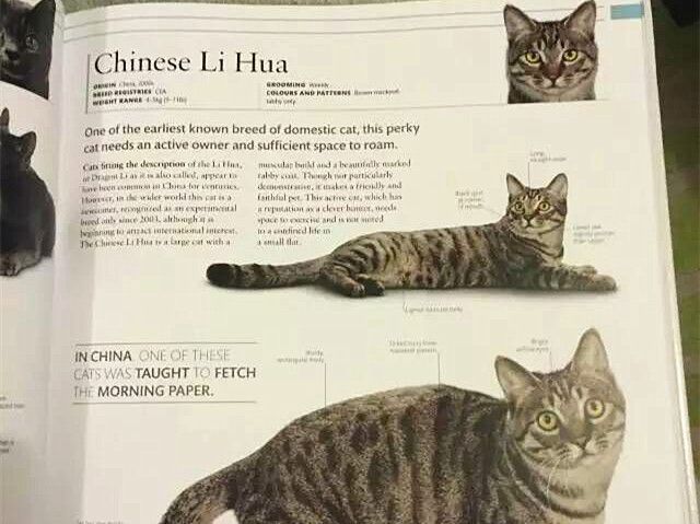 四种人气最高的中华田园猫，在国外竟卖到一万多？