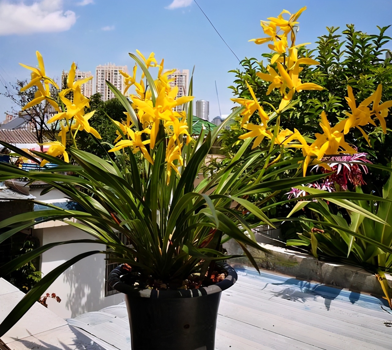 此兰寓意"黄金万两",养护简单,现正值花期,勤花勤草还好养