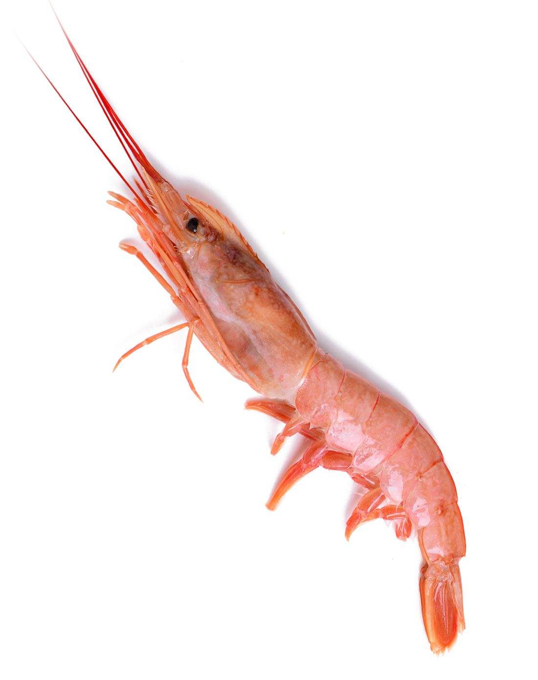 这么多虾都叫“牡丹虾”，那牡丹虾到底是谁？