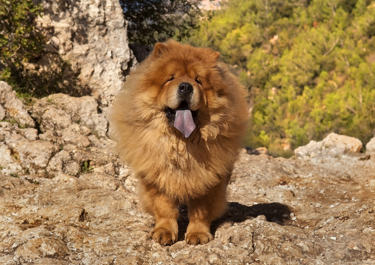 雍容的贵族——松狮犬的喂养 挑选以及美容注意事项等统统在这里