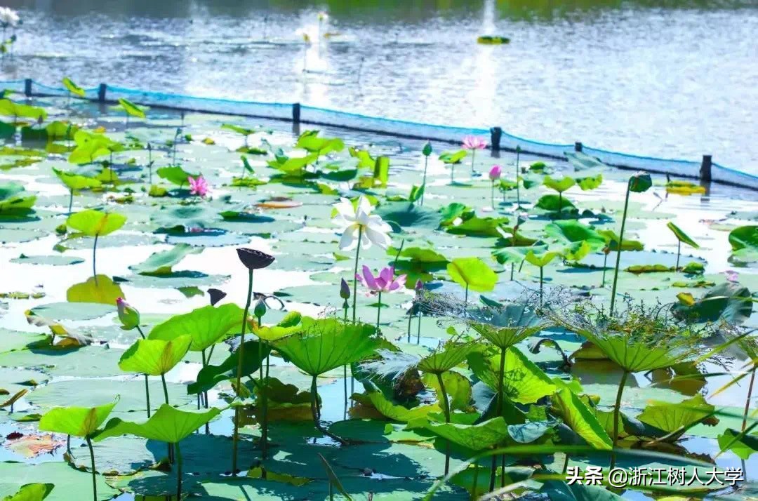 杭州就读，新增5个专业，浙江树人大学专升本2020年招生简章