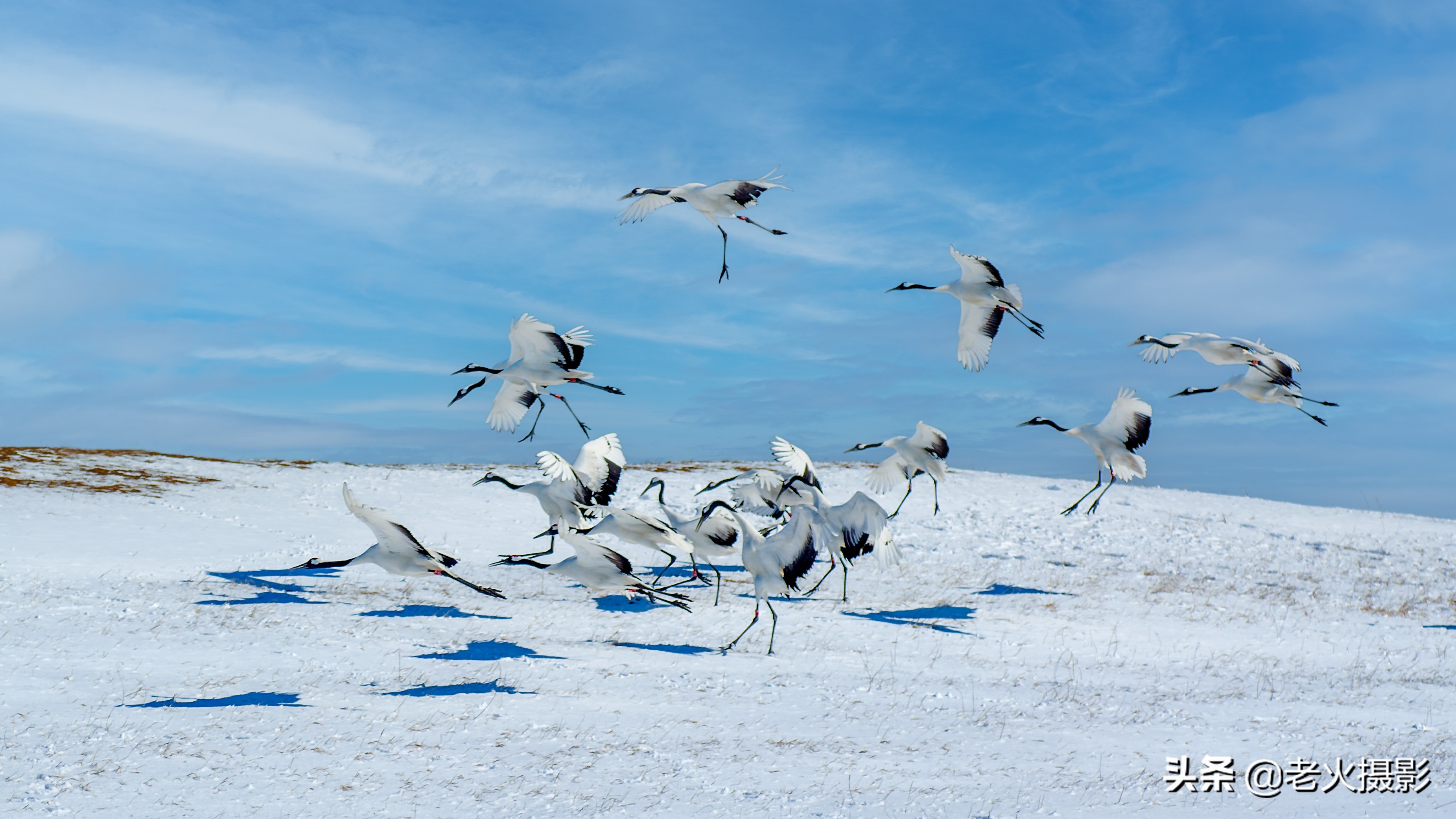 关于丹顶鹤的美文(雪中丹顶鹤美文) _晶羽文学网