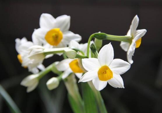 水仙花寓意和象征（水仙花的花语介绍详解）