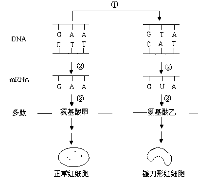 卢旺达婴儿的头部呈三角形，形似外星人，这究竟是怎么回事？