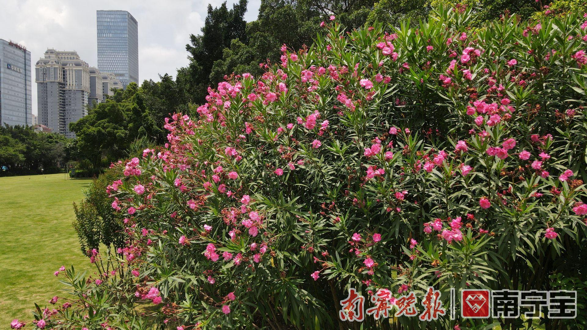 夹竹桃全身有毒！为什么在南宁还随处可见？在城市交通干道