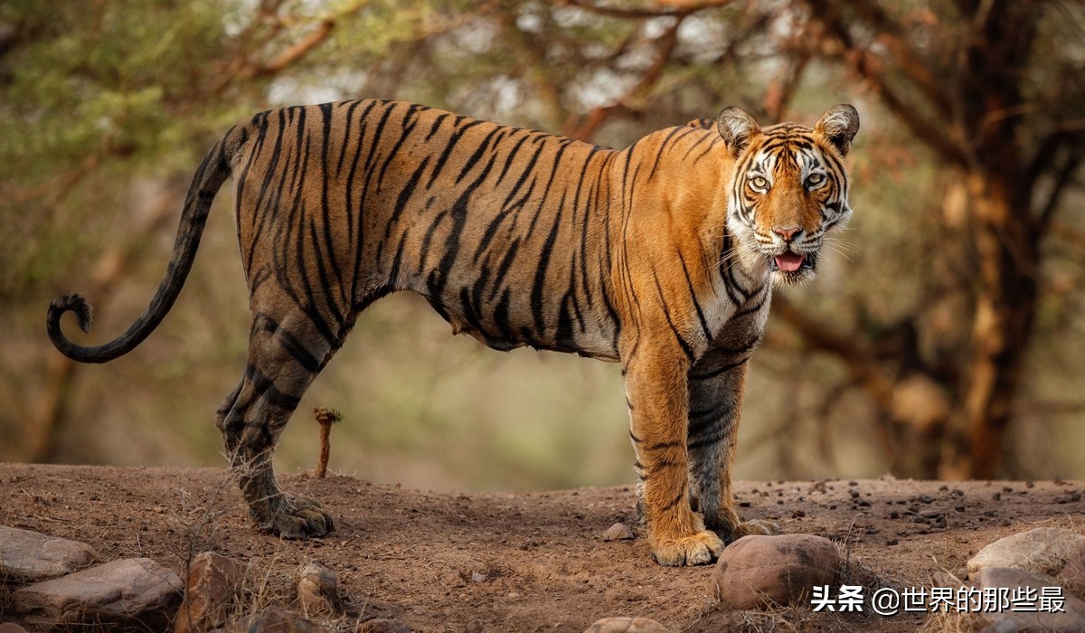 在现存6个狮子亚种里面,有哪些战斗力是在孟加拉虎之上的