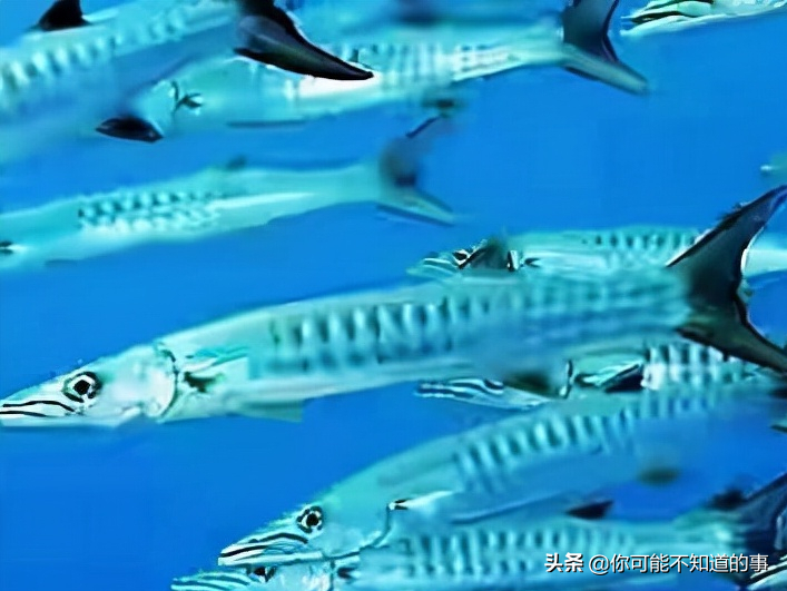 世界上最危险的海洋生物 探索神秘海洋十大最危险生物